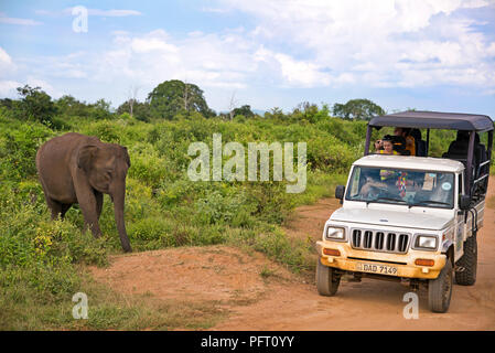 Vue horizontale d'un éléphant près d'une jeep sur safari à Tangalla Parc National au Sri Lanka. Banque D'Images