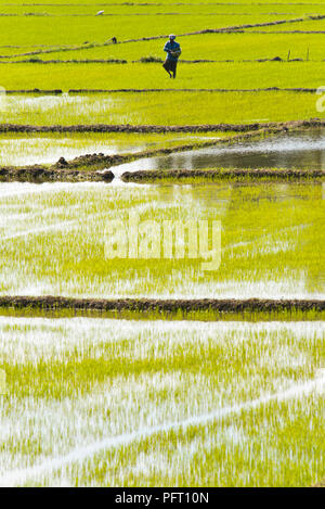 Vue verticale d'un homme semant des grains de riz dans les rizières au Sri Lanka. Banque D'Images