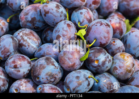 Vue de dessus de l'arrière-plan ou de prunes bio damson, propre jardin ou du marché. Banque D'Images