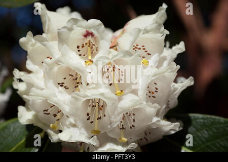 - Rhododendron Falconeri variété en pleine floraison au printemps avec des fleurs blanches. Banque D'Images