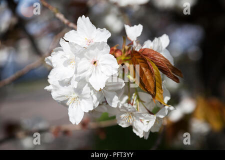 Floraison blanche Japanese cherry blossom, West Princes Street, Helensburgh, Argyll, Scotland. Banque D'Images