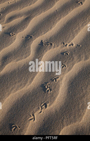 Mouette des empreintes de pas dans le sable humide ondulait, Pescara, Italie, close-up Banque D'Images