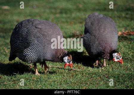 2 Pintade de Numidie (Numida meleagris) de nourriture dans l'herbe Banque D'Images