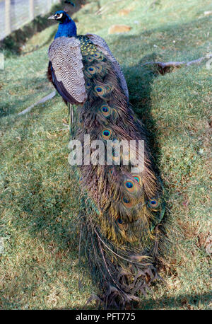 Paons Indiens mâles ou des paons bleus (Pavo cristatus) debout dans l'enceinte, vue arrière Banque D'Images