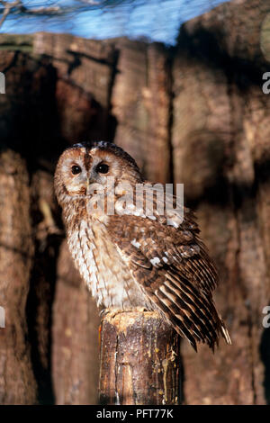 Tawny Owl (Strix Aluco enr) perching on log dans le boîtier Banque D'Images