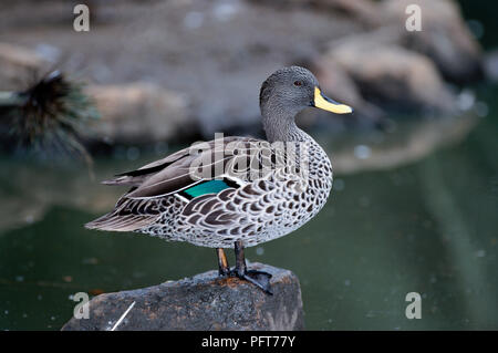 Canard à bec jaune (Anas undulata) debout sur la roche au-dessus de l'eau, close-up Banque D'Images