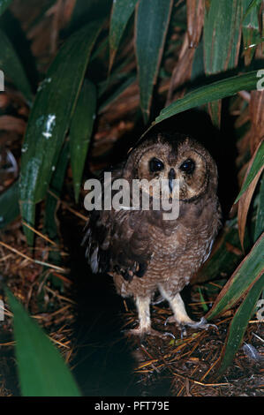 Marsh Captive Owl (Asio capensis) debout, en sous-bois humide avec un plumage foncé camouflage agissant en tant que Banque D'Images