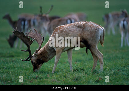 Le daim (Dama dama) buck le pâturage sur l'herbe à Richmond Park, Londres, avec troupeau en background, close-up Banque D'Images