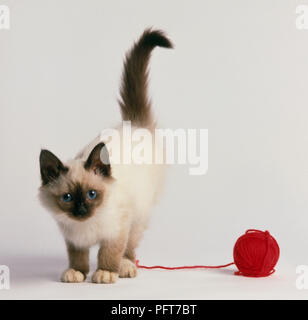 Point de chocolat mitted chaton avec une pelote de laine rouge Banque D'Images