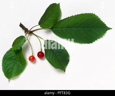 Prunus avium merisier tige avec deux fruits rouges et feuilles vertes Banque D'Images
