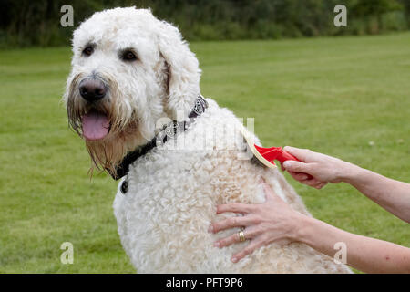 Labradoodle : être toilettés par propriétaire dans jardin Banque D'Images