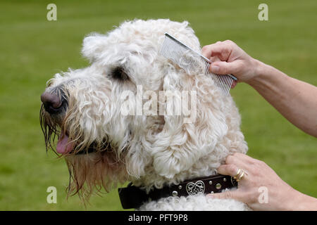 Labradoodle : être toilettés par propriétaire dans jardin Banque D'Images