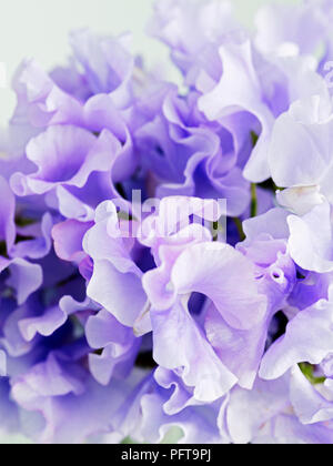 Hortensia lilas fleurs, close-up Banque D'Images