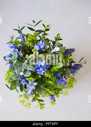 Bouquet de printemps, Alchemilla mollis, bluebell, Senecio, hebe, Eucalyptus parvifolia Banque D'Images