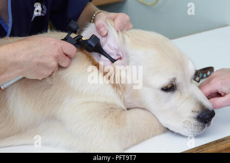 Chiot Labrador à vérifier par un vétérinaire. Contrôler les oreilles avec un otoscope (auriscope) Banque D'Images