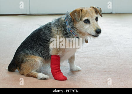 Personnes âgées Jack Russell avec patte bandée Banque D'Images