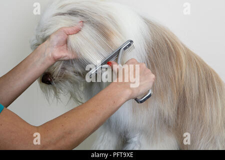 Bearded Collie, de-matting comb par couche en salon de toilettage Banque D'Images