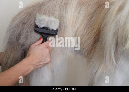 Bearded Collie, brossage manteau en salon de toilettage Banque D'Images