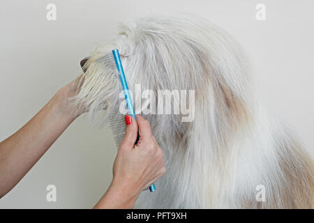 Bearded Collie, salon de toilettage en manteau de peignage Banque D'Images