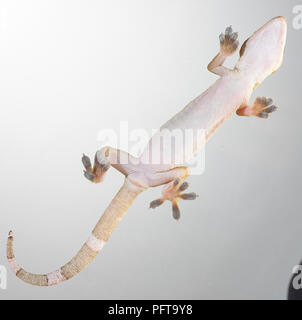 Dessous de Gekko gecko gecko (Palm) Banque D'Images