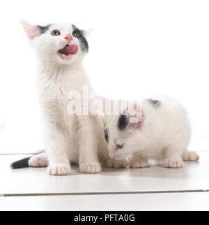 Deux chatons noir et blanc Banque D'Images