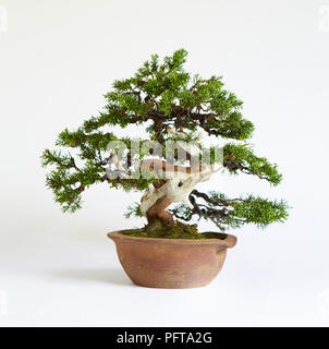 Juniperus chinensis 'bonsaï' Itoigawa (Genévrier de Chine) Banque D'Images