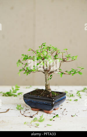 Bonsai Ulmus parviflora (orme chinois), l'entretien et l'enlèvement des feuilles, rempotage Banque D'Images