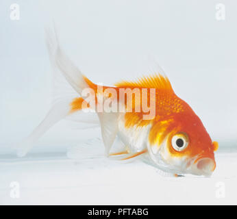 Le Poisson Rouge Banque D'Images