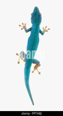 Gecko Nain Turquoise, William's dwarf gecko, Gecko Bleu Électrique (Lygodactylus williamsi) Banque D'Images