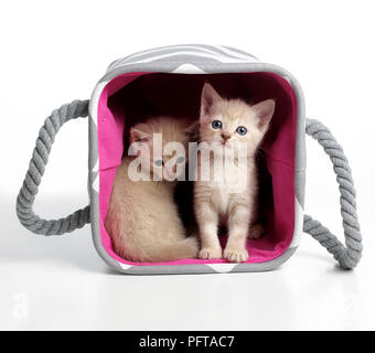 Croisez des chatons Birman Banque D'Images