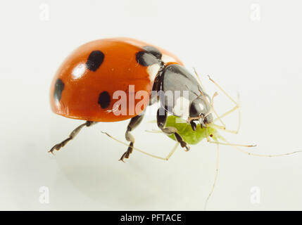 Coccinelle à sept points (Coccinella septempunctata), tuant et mangeant des insectes plus petits Banque D'Images