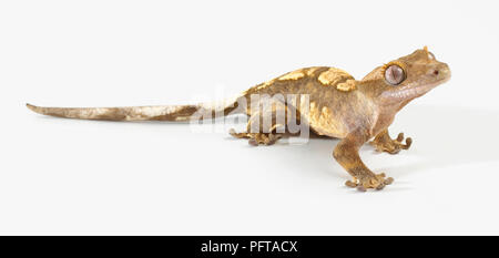 Crested Gecko (Correlophus rhachodactylus), coloration Arlequin Banque D'Images