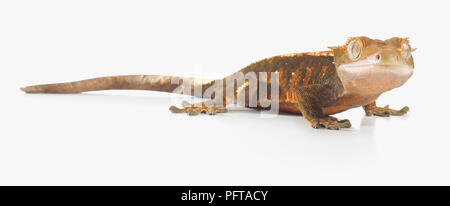 Crested Gecko (Correlophus rhachodactylus), coloration Arlequin Banque D'Images