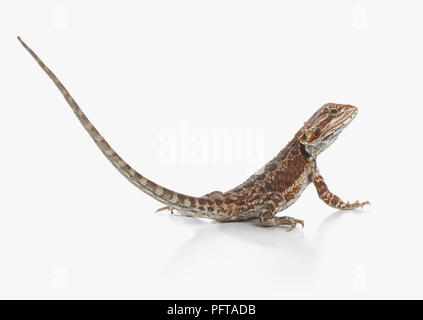 Dragon barbu (Pogona sp.), un lézard Banque D'Images