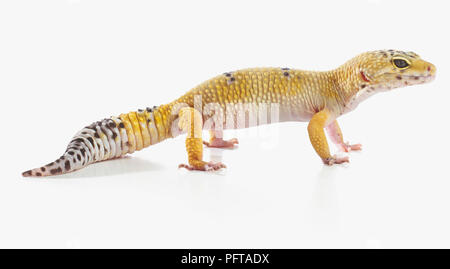 Le gecko léopard (Eublepharis macularius), 2 ans, homme Banque D'Images