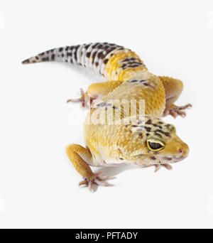 Le gecko léopard (Eublepharis macularius), 2 ans, homme Banque D'Images