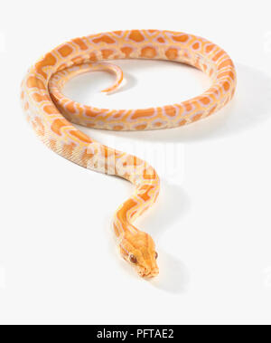 Python birman (Python albinos bivittatus), 8 semaines homme Banque D'Images
