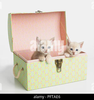 Croisez des chatons Birman Banque D'Images