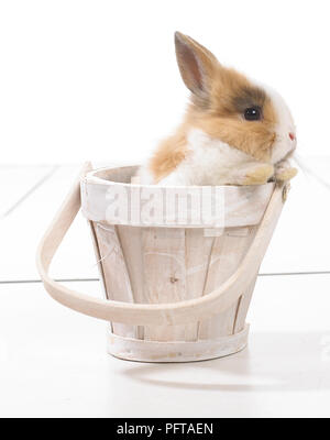 Lapin assis dans un seau en bois Banque D'Images