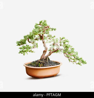 Bonsai, Styling jeune Juniperus chinensis (Genévrier de Chine), à l'aide de fil de cuivre sur les branches Banque D'Images