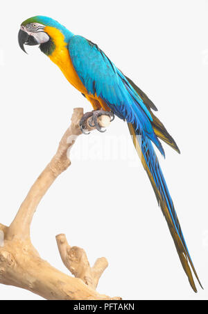Ara bleu et jaune, bleu et or Macaw (Ara ararauna), Parrot Banque D'Images