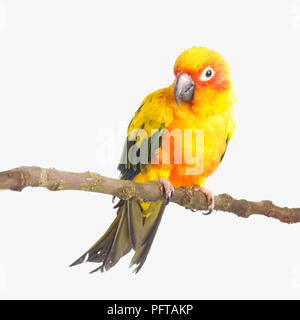 Jaune et rouge coloré, Perroquet, perruche Conure Soleil Soleil (Aratinga solstitialis) Banque D'Images