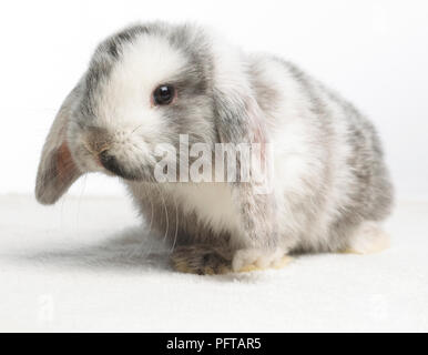 Jeune Bélier Nain Lapin, 4 semaines Banque D'Images