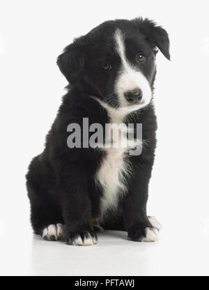 Chiot berger noir et blanc, 7 semaines Banque D'Images