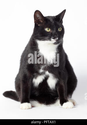 Chat de la ferme en noir et blanc Banque D'Images