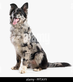 Berger Allemand Border Collie cross, 4 mois Banque D'Images