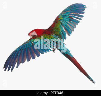 Ara à ailes vertes, rouges et vert Macaw (Ara chloropterus), Parrot Banque D'Images