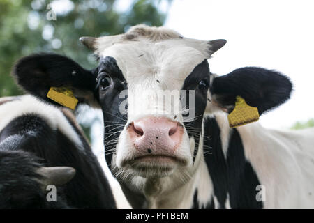 Le problème de mouches sur les vaches Banque D'Images