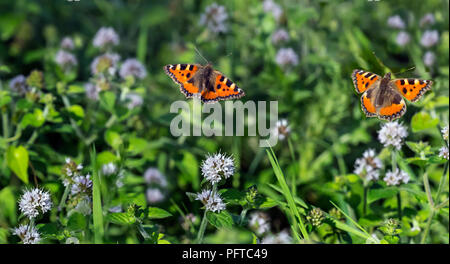 Petit papillon écaille Aglais urticae battant à la Menthe des fleurs d'août Banque D'Images