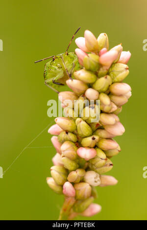 Gros plan de fleurs sauvages avec le bouclier vert commun permanent bug de bourgeons de face. Banque D'Images